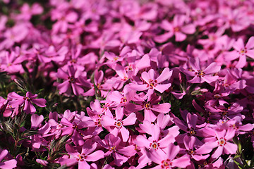 Image showing violet flowers background