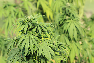 Image showing cannabis plant (marijuana)