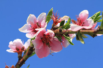 Image showing detail of peach flower
