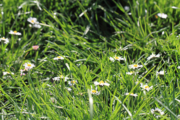 Image showing daisies in the green grass