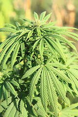 Image showing cannabis plant (marijuana)