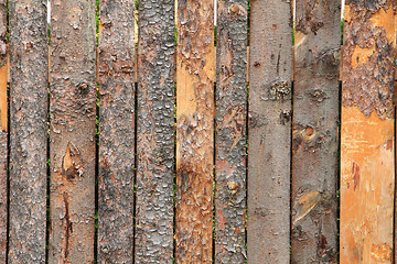 Image showing bark wood texture