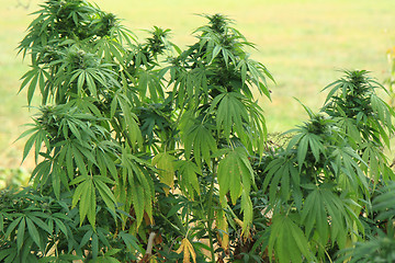 Image showing cannabis plant (marijuana)