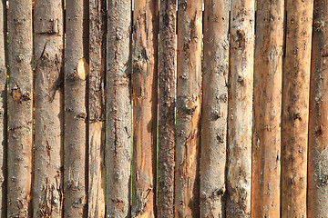 Image showing bark wood texture