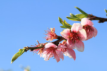 Image showing detail of peach flower