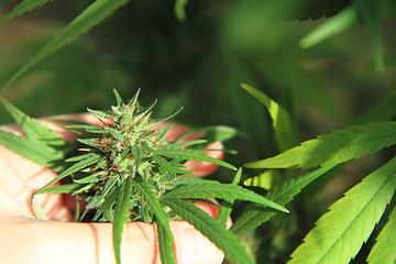 Image showing cannabis plant (marijuana)