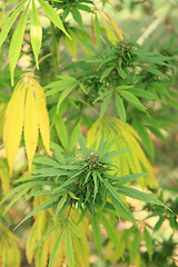 Image showing cannabis plant (marijuana)