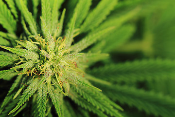 Image showing cannabis plant (marijuana)