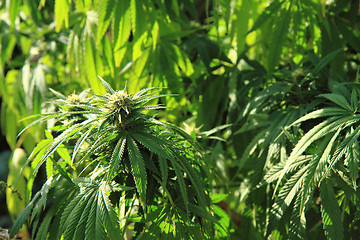 Image showing cannabis plant (marijuana)