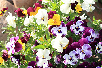 Image showing pansy flowers background