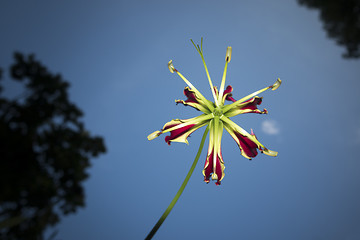Image showing nice flower