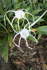 Image showing Hymenocallis littoralis