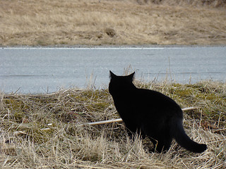 Image showing Black cat crossing