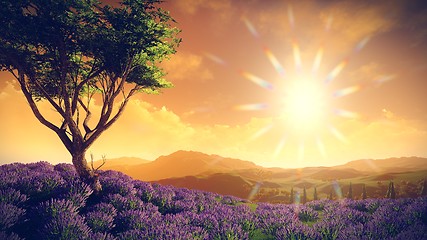 Image showing Lavender fields with  solitary tree