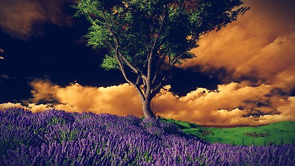 Image showing Lavender fields with  solitary tree