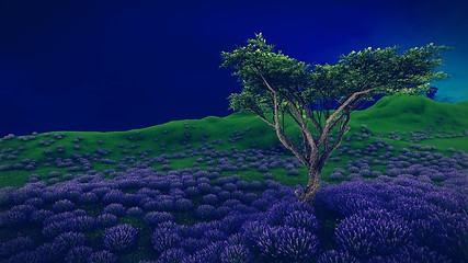 Image showing Lavender fields with  solitary tree