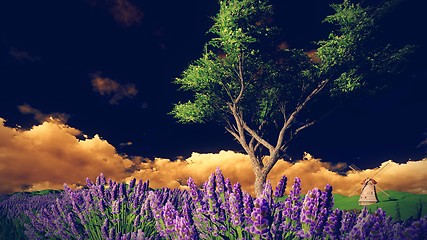 Image showing Lavender fields with  solitary tree