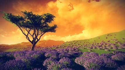 Image showing Lavender fields with  solitary tree