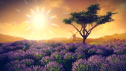 Image showing Lavender fields with  solitary tree