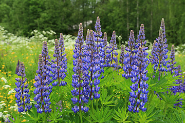 Image showing Flowers of Purple Lupins