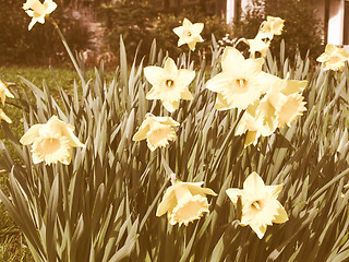 Image showing Retro looking Daffodils