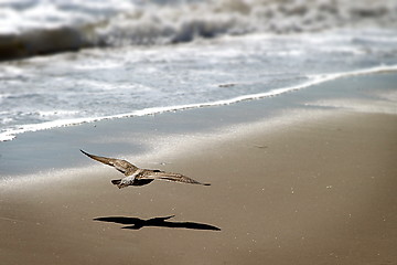 Image showing Coming In For Landing