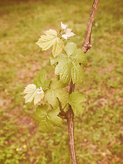 Image showing Retro looking Vitis plant