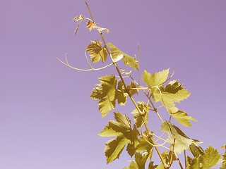 Image showing Retro looking Grapevine vitis