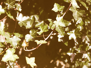 Image showing Retro looking Ivy picture