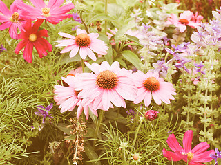 Image showing Retro looking Daisy flower