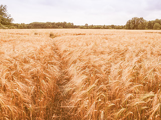 Image showing Retro looking Barleycorn field