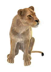 Image showing Female Lion on White