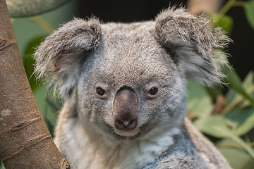 Image showing Close-up of a koala bear