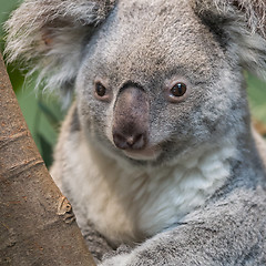 Image showing Close-up of a koala bear