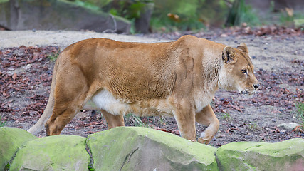 Image showing Lion on alert