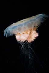 Image showing jellyfish