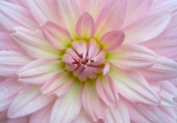 Image showing soft crysanthemum