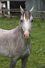 Image showing wet cremello horse