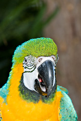 Image showing macaw headshot