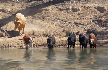 Image showing getting a drink