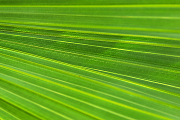 Image showing palm leaf background