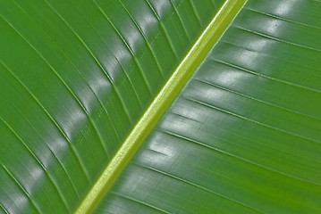 Image showing palm leaf