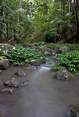 Image showing rainforest stream