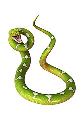 Image showing Green Tree Python on White