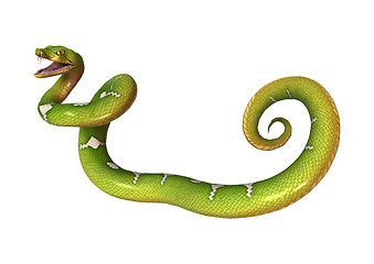 Image showing Green Tree Python on White