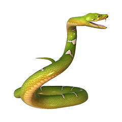 Image showing Green Tree Python on White