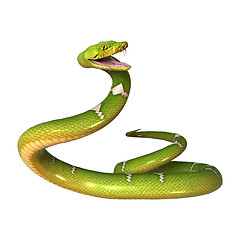 Image showing Green Tree Python on White