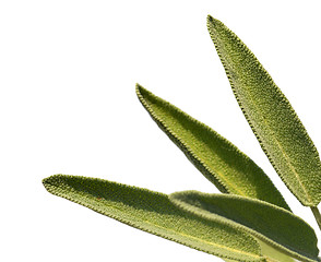 Image showing Leaves sage tea