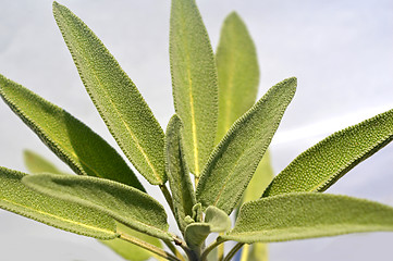 Image showing Leaves sage tea