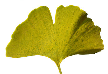 Image showing Leaf Ginkgo Biloba